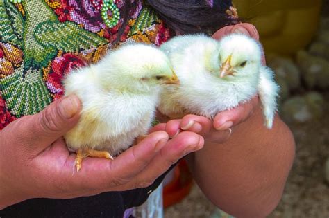 heifer donate a chicken.